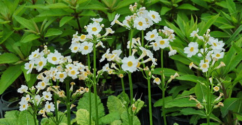 Primula japonica in weiß