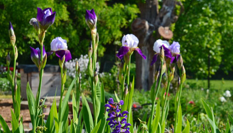 Iris Barbata-Elatior im Garten