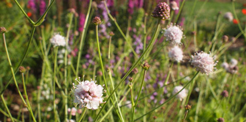 Moorabbiss - Succisella petteri