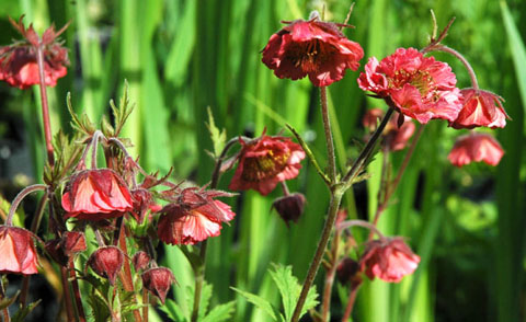 Geum 'Beech's Double'