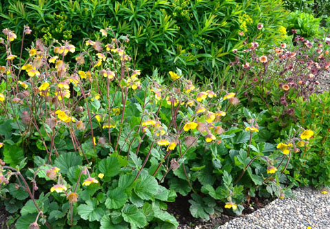 Geum x inclinatum