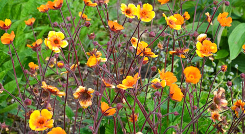 Geum 'Karlskaer'