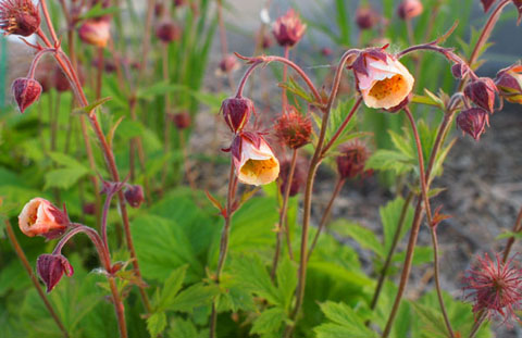 Geum rivale 'Lionel Cox'