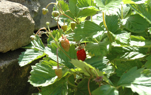Monatserdbeere 'Rügen'