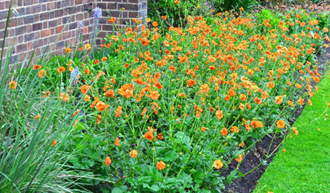 Geum 'Prinses Juliana'