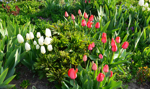 Tulpen im rot-weißen Beet
