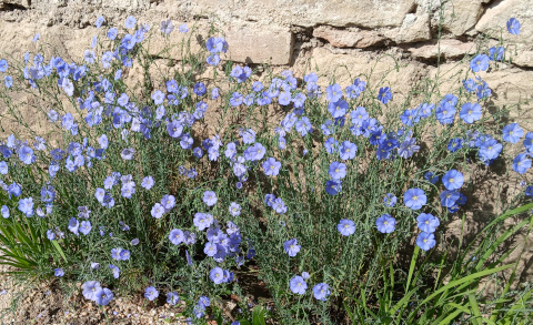 Leinblüte