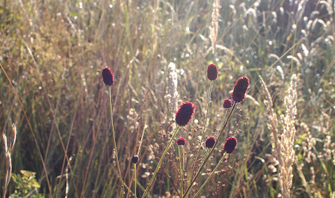 Wiesenknopf