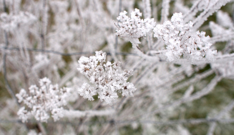 Doldenblütler im Winter